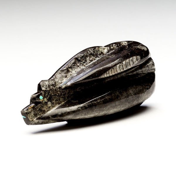 Rise To Life Orthoceras Bear