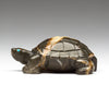 Deep Solitude Tortoise