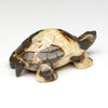 Deep Solitude Tortoise