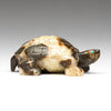 Deep Solitude Tortoise