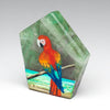 "The Caribbean Macaw"