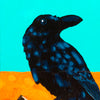 "Hometown Raven"