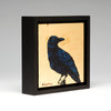 "The Inquisitive Raven"