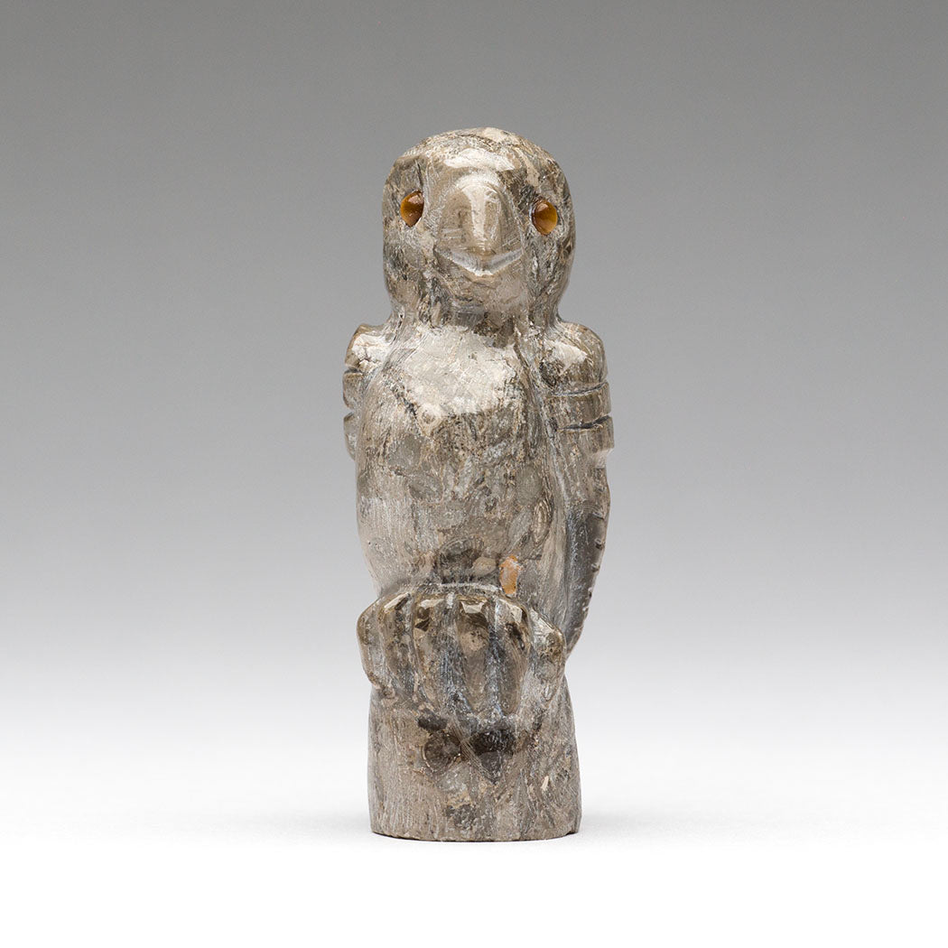 Observant Owlet