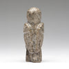 Observant Owlet