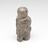 Observant Owlet