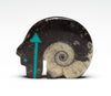 Bear's Geologic Past