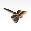 Aquatic Beginnings Dragonfly