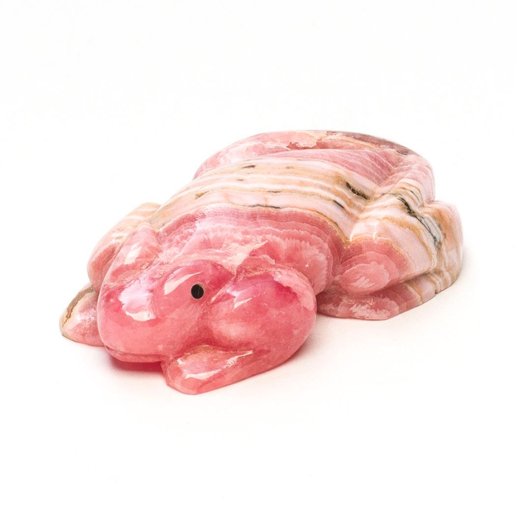 Artesian Spring Frog