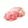 Artesian Spring Frog