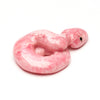 Pretty In Pink Rattlesnake