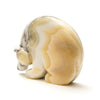 Zebra Onyx Medicine Bear
