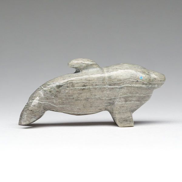Playing Games Dolphin