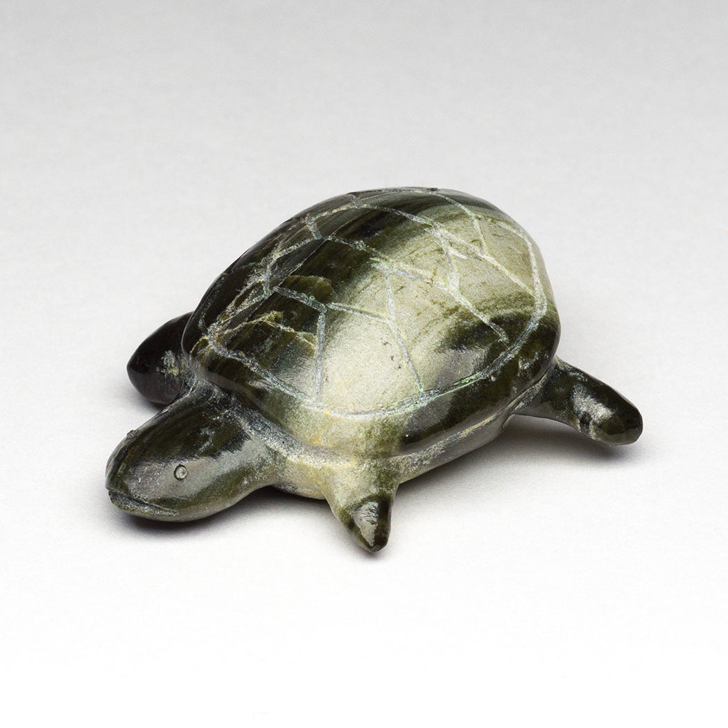 Basking Turtle