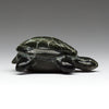 Basking Turtle