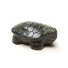 Marshy Meadow Turtle