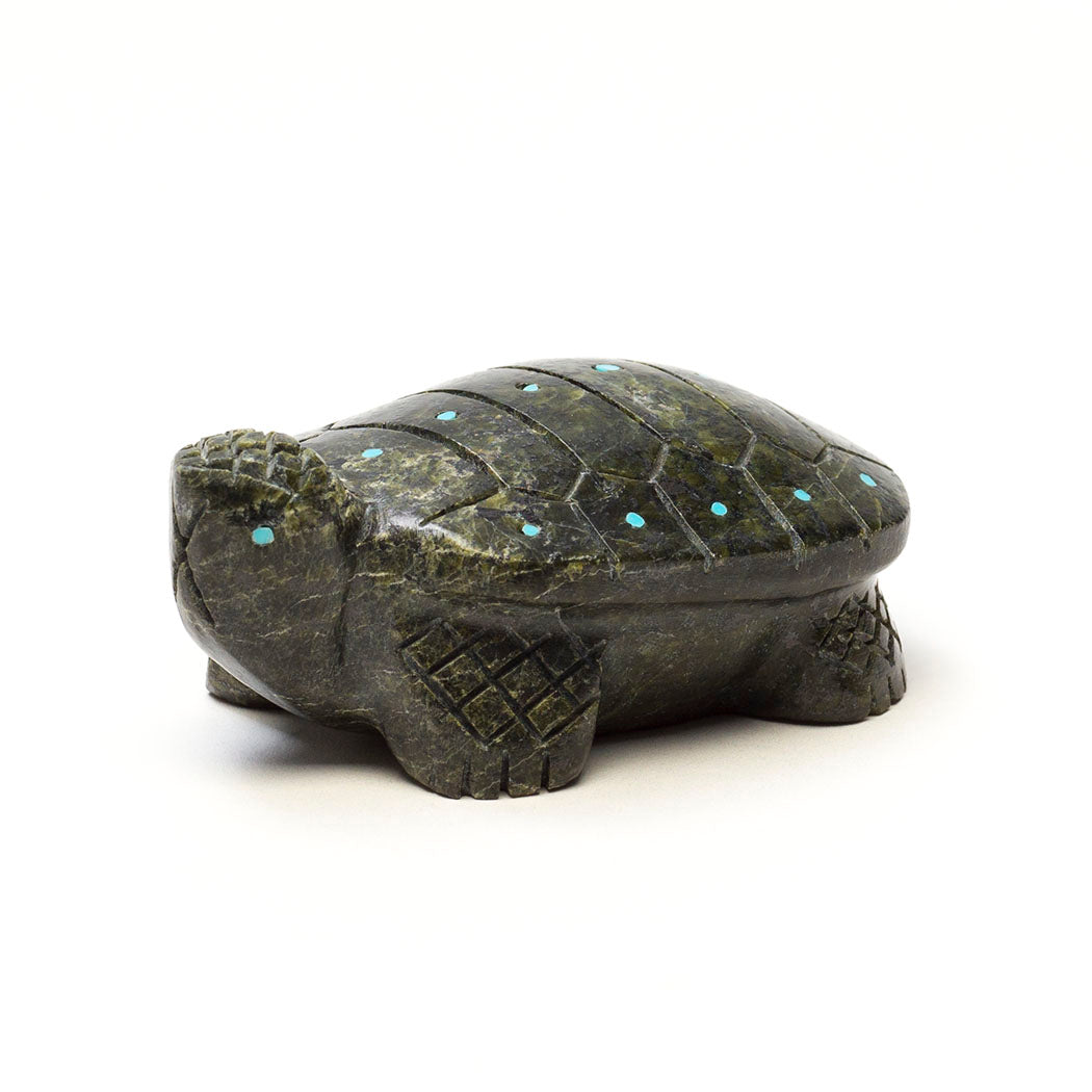 Marshy Meadow Turtle