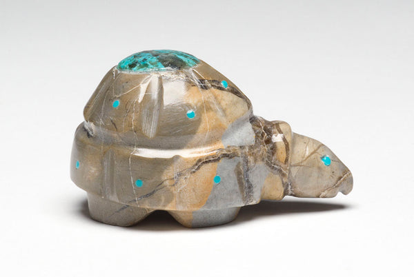 Domed Shell Tortoise
