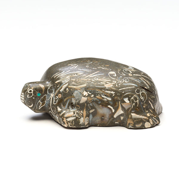 Ancient Language Fossil Turtle