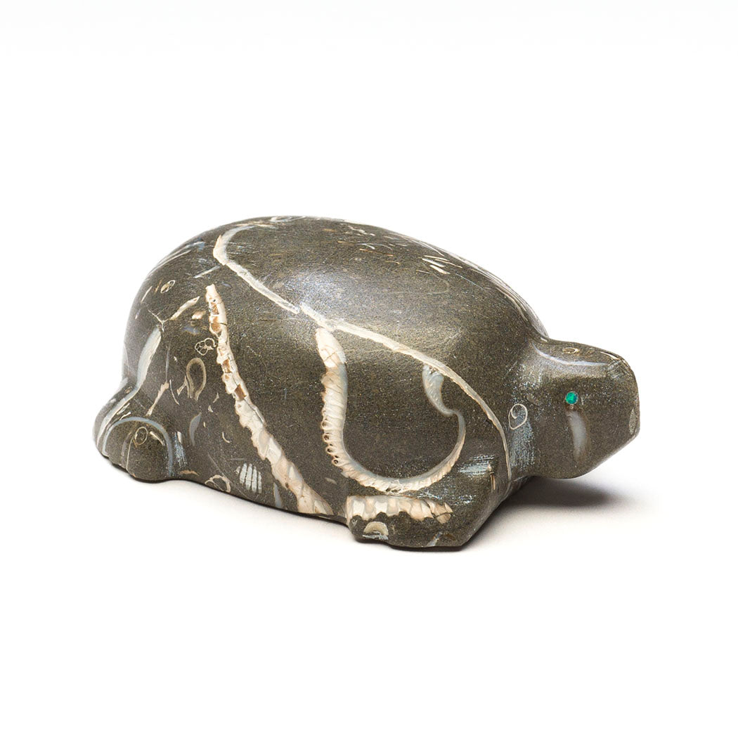 Ancient Language Fossil Turtle