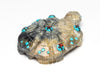 Sunface Turtle Blessing