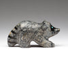 Mountain Raccoon