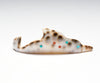 Cowry Shell Dolphin