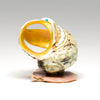 Pacific Green Snail Shell Pollinator Hummingbird
