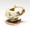 Pacific Green Snail Shell Pollinator Hummingbird