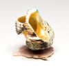 Pacific Green Snail Shell Pollinator Hummingbird