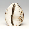 Speckled Owl