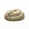 Zuni Mountain Rattlesnake
