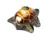 Sunface Turtle