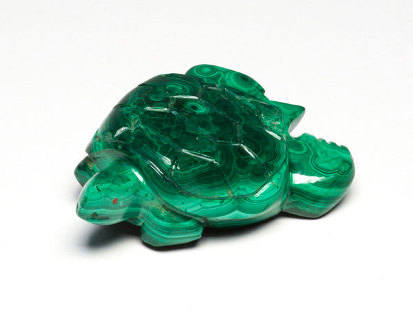 Graceful Gliding Sea Turtle