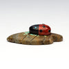 Ladybug Paradise