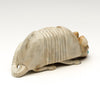 Intriguing Armadillo
