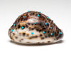 Cowry Shell Turtle