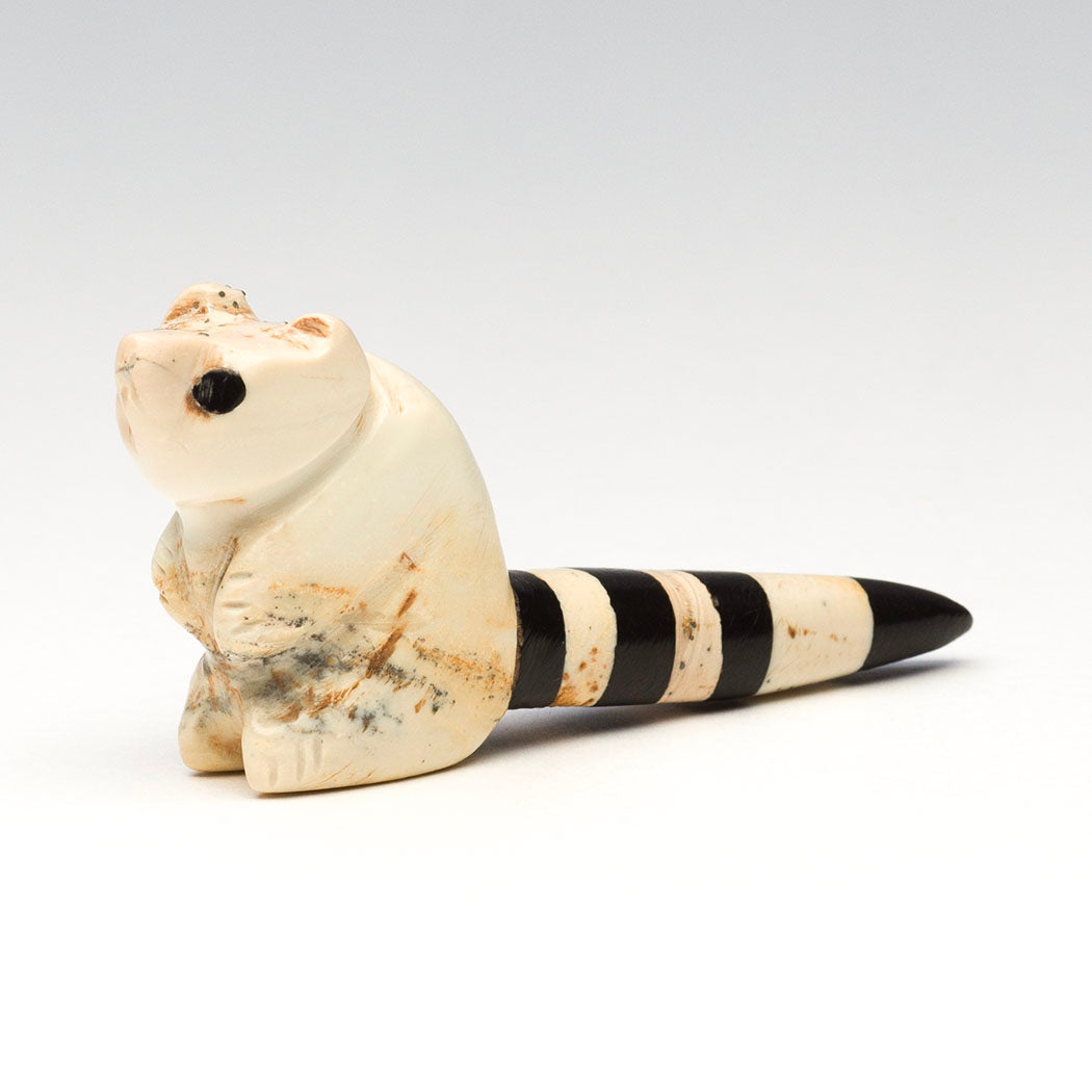 Canyon Ringtail