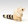 Canyon Ringtail