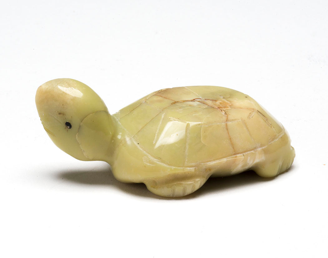 Turtle Hatchling