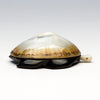 Prized Opihi & Pennsylvania Jet Sea Turtle