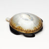 Prized Opihi & Pennsylvania Jet Sea Turtle