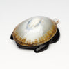 Prized Opihi & Pennsylvania Jet Sea Turtle