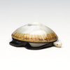 Prized Opihi & Pennsylvania Jet Sea Turtle