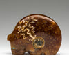 Amazing Ammolite Medicine Bear