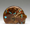 Amazing Ammolite Medicine Bear