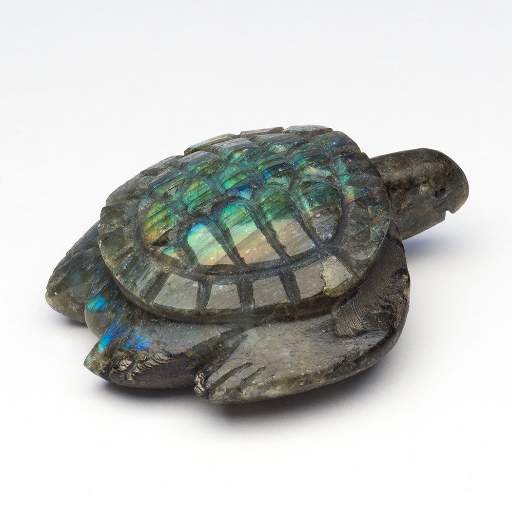 Wisdom Of The Tides Sea Turtle