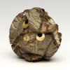 Zuni Forest Owlet