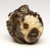Zuni Forest Owlet