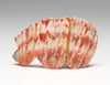 Spiky Spiny Oyster Shell Dinosaur